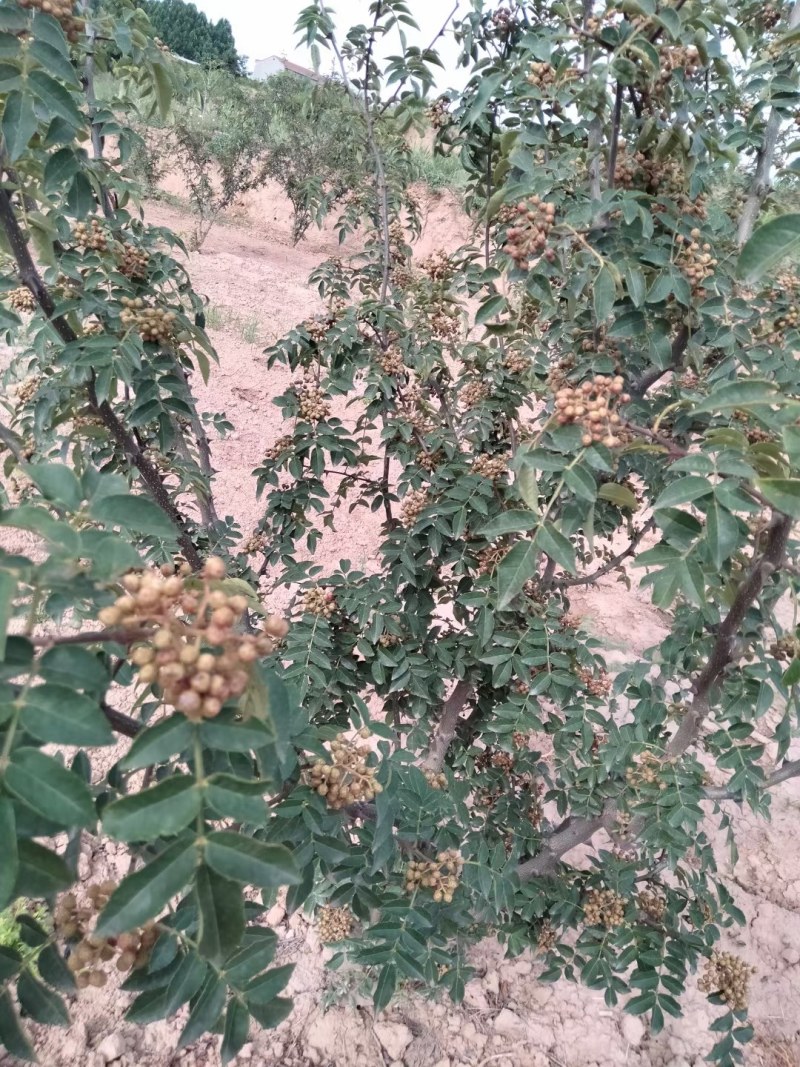 大红袍茶花椒树三公分，四公分大红袍量大优惠