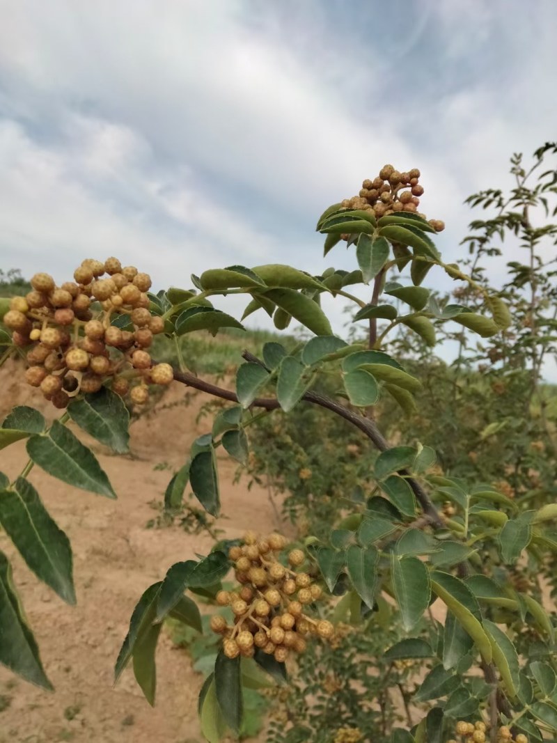 大红袍茶花椒树三公分，四公分大红袍量大优惠