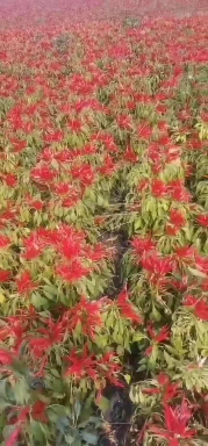 我是辽宁省锦州凌海市干辣椒马上上市，精品红太阳系列！