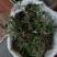 石橄榄，大，中，小果鲜货