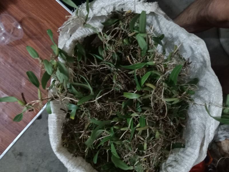 石橄榄，大，中，小果鲜货