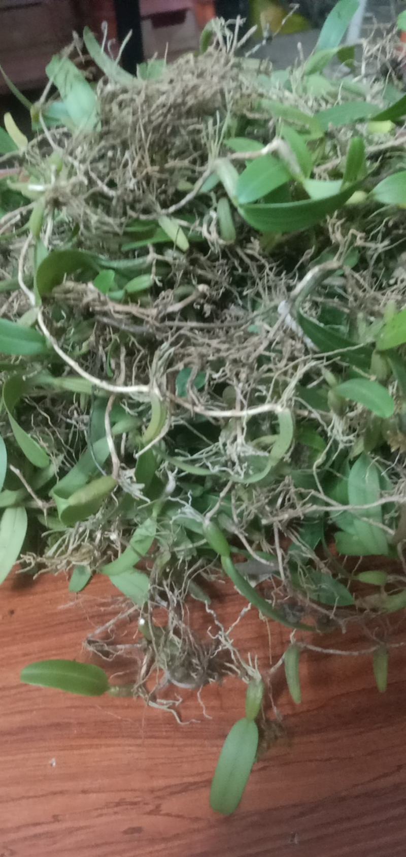 石橄榄，大，中，小果鲜货