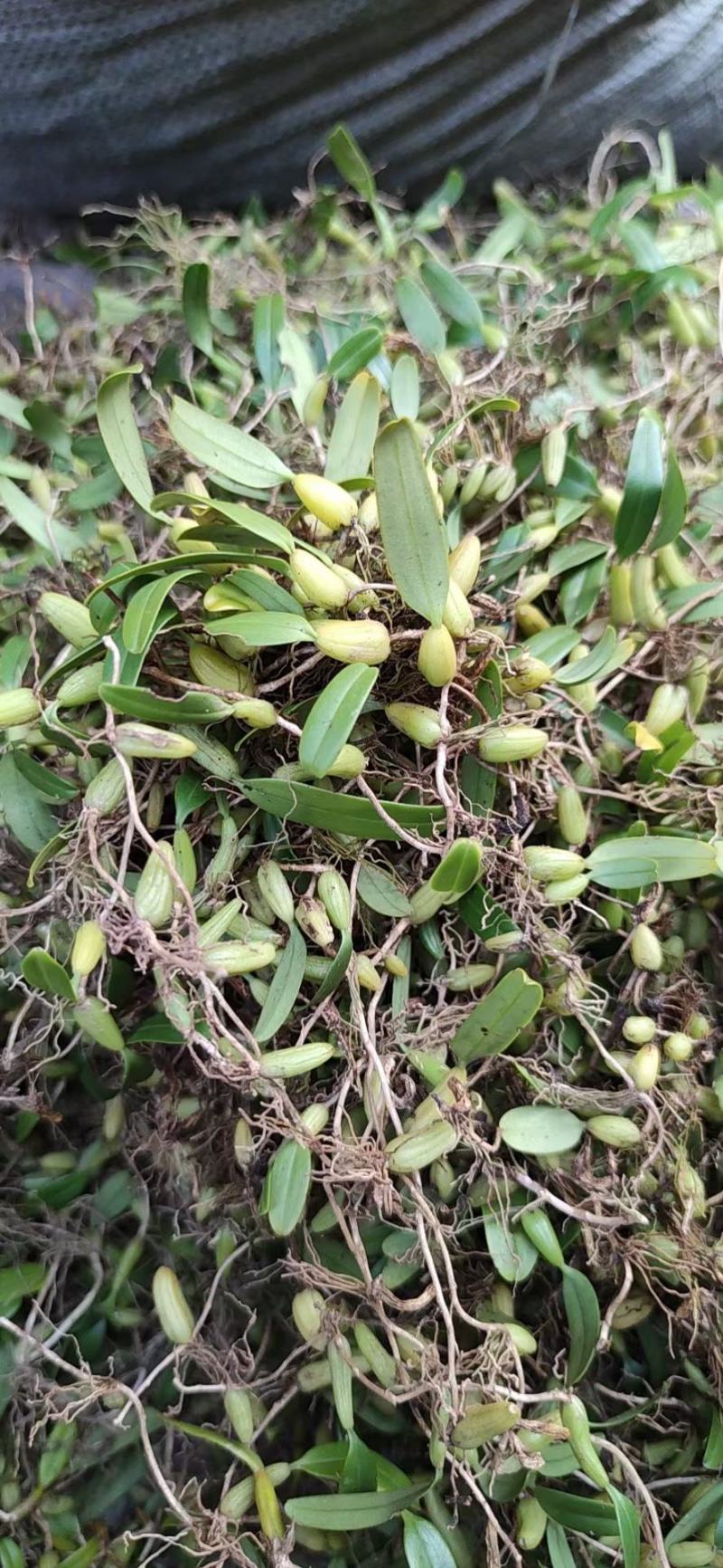 石橄榄，大，中，小果鲜货