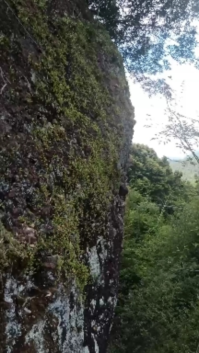 石橄榄，大，中，小果鲜货