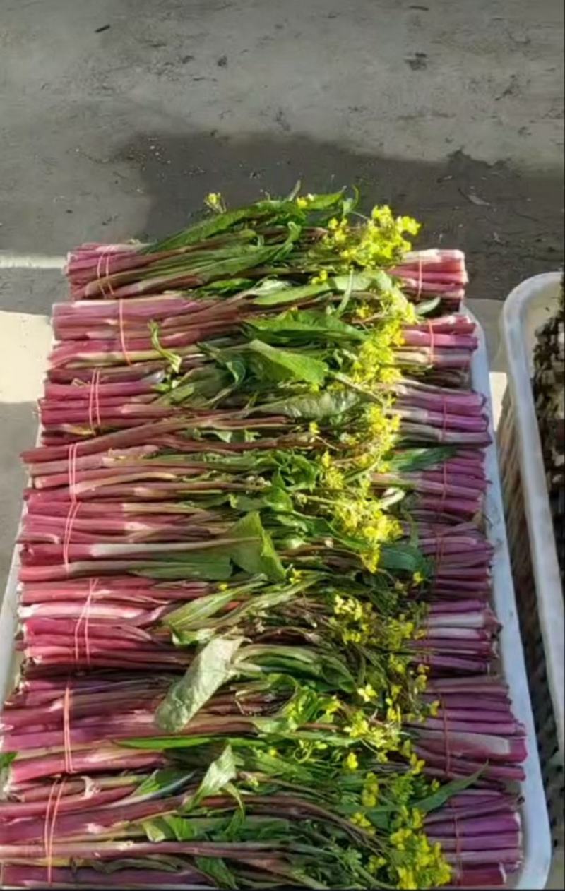 红菜苔新鲜蔬菜湖北特产菜苔洪山菜苔红心菜叶子菜红菜薹