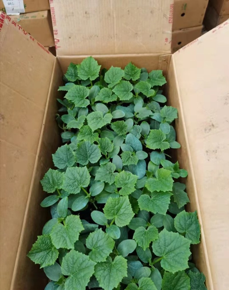 黄瓜苗秋延茬黄瓜苗德瑞特891黄瓜苗抗寒产量高