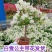 重瓣三角梅耐寒易养花卉绿红缨庭院阳台四季开花爬藤绿植物盆