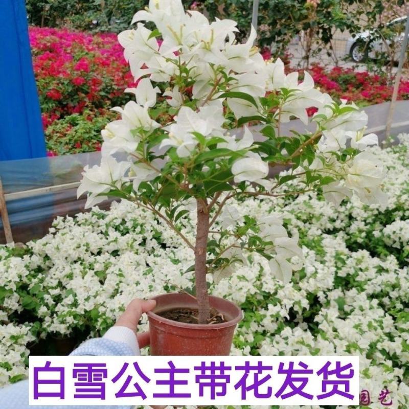 重瓣三角梅耐寒易养花卉绿红缨庭院阳台四季开花爬藤绿植物盆