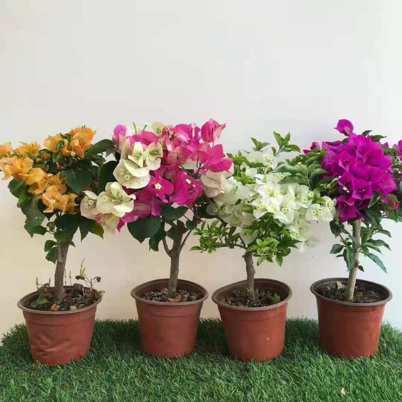 重瓣三角梅耐寒易养花卉绿红缨庭院阳台四季开花爬藤绿植物盆