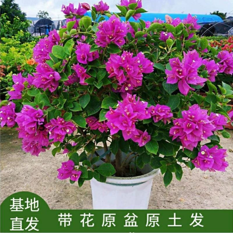 重瓣三角梅耐寒易养花卉绿红缨庭院阳台四季开花爬藤绿植物盆