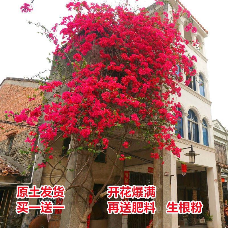 重瓣三角梅耐寒易养花卉绿红缨庭院阳台四季开花爬藤绿植物盆