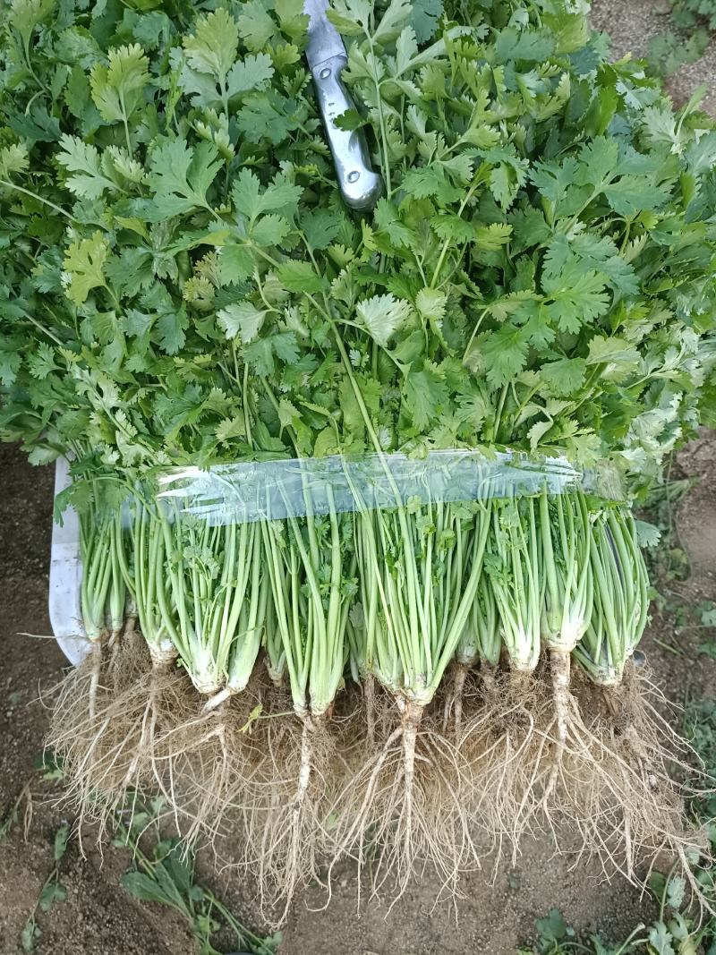 精品香菜25/30公分长度量大从优