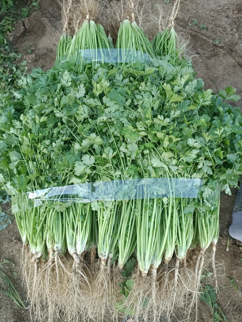 精品香菜25/30公分长度量大从优