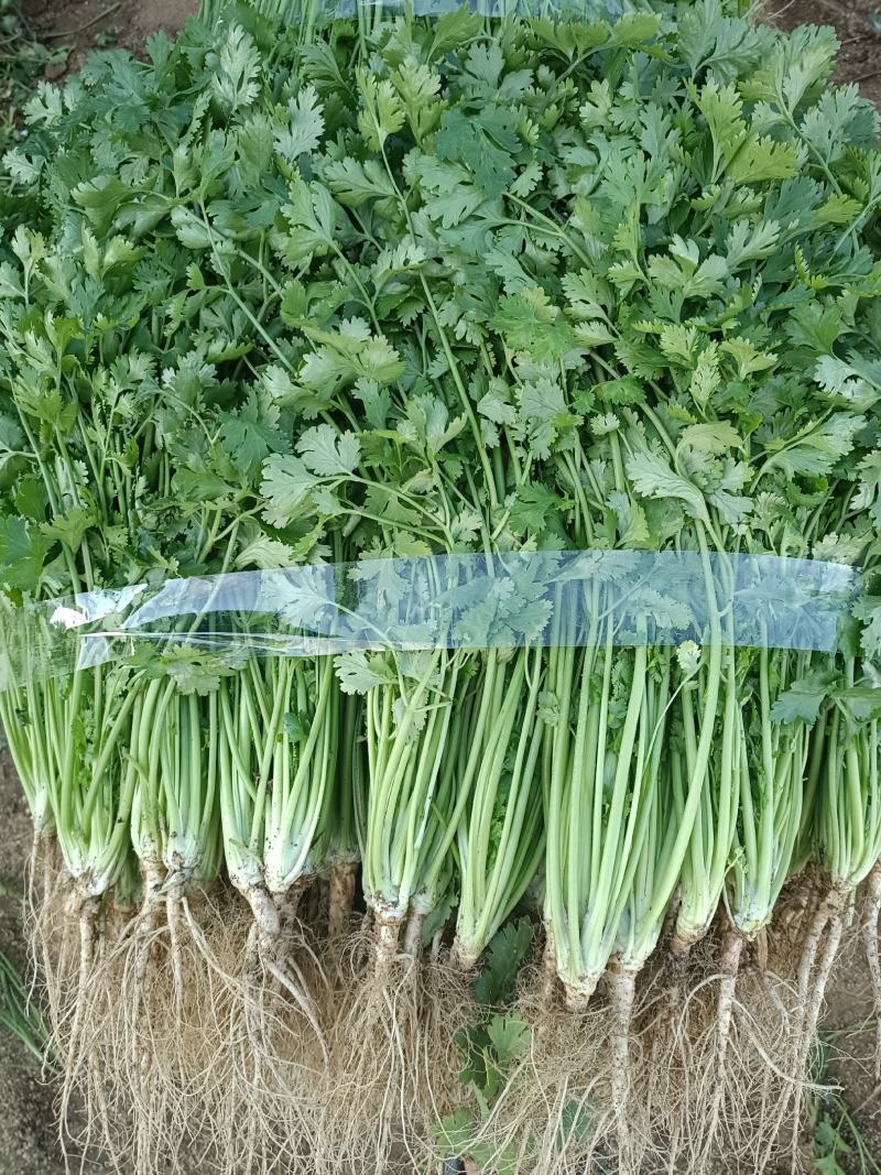 精品香菜25/30公分长度量大从优