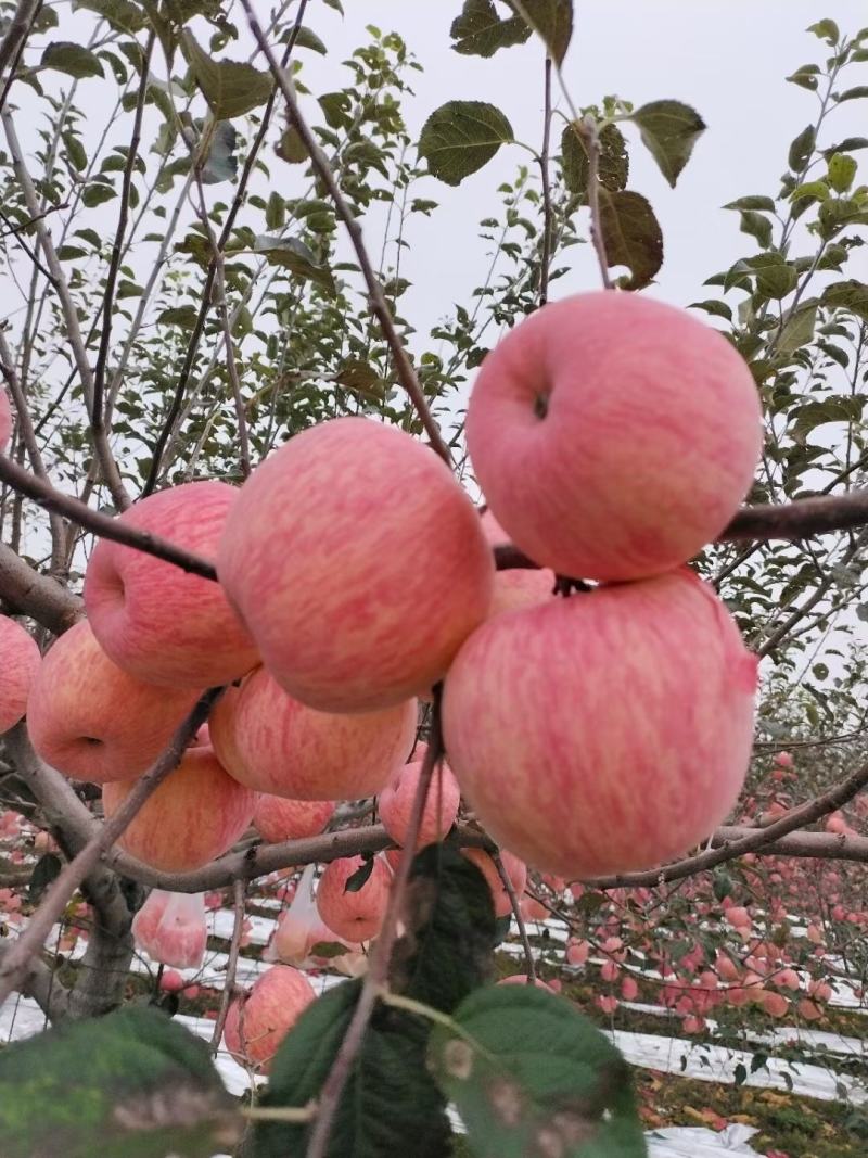 【推荐】陕西红富士苹果原产地直供现摘现发欢迎合
