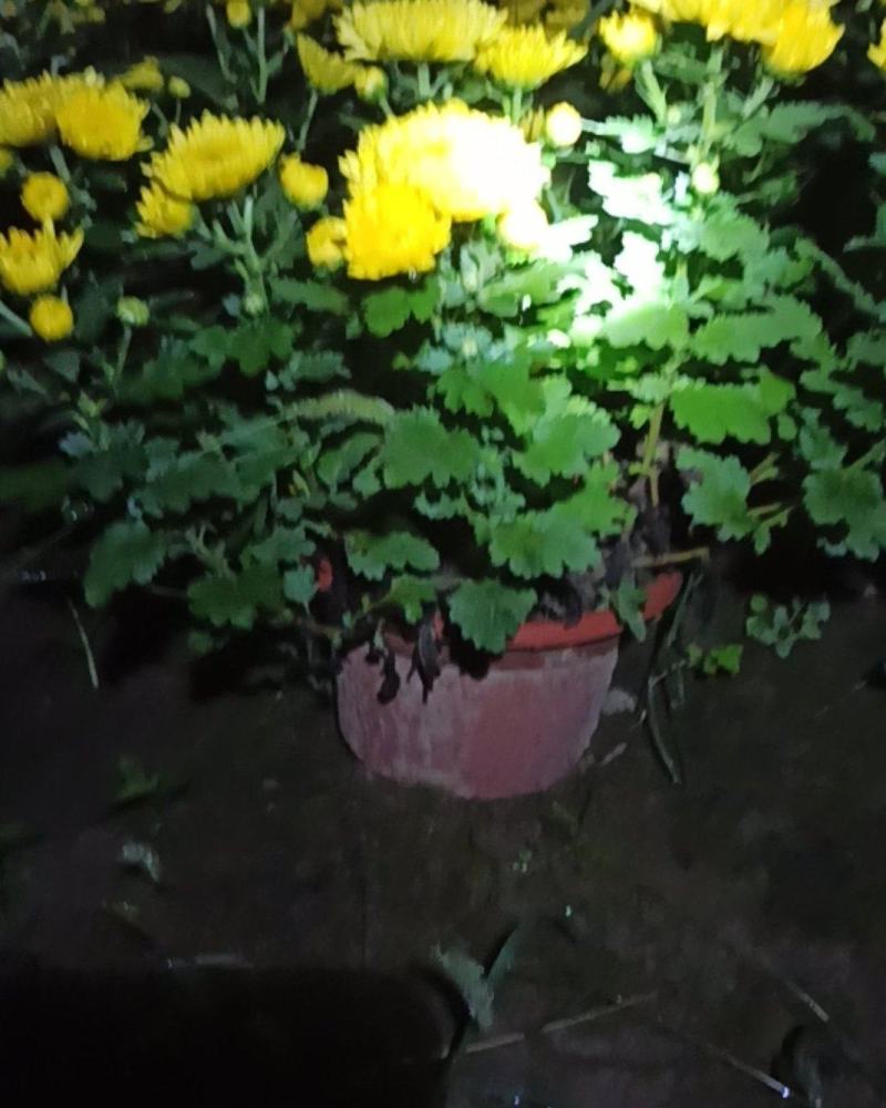 黄半球