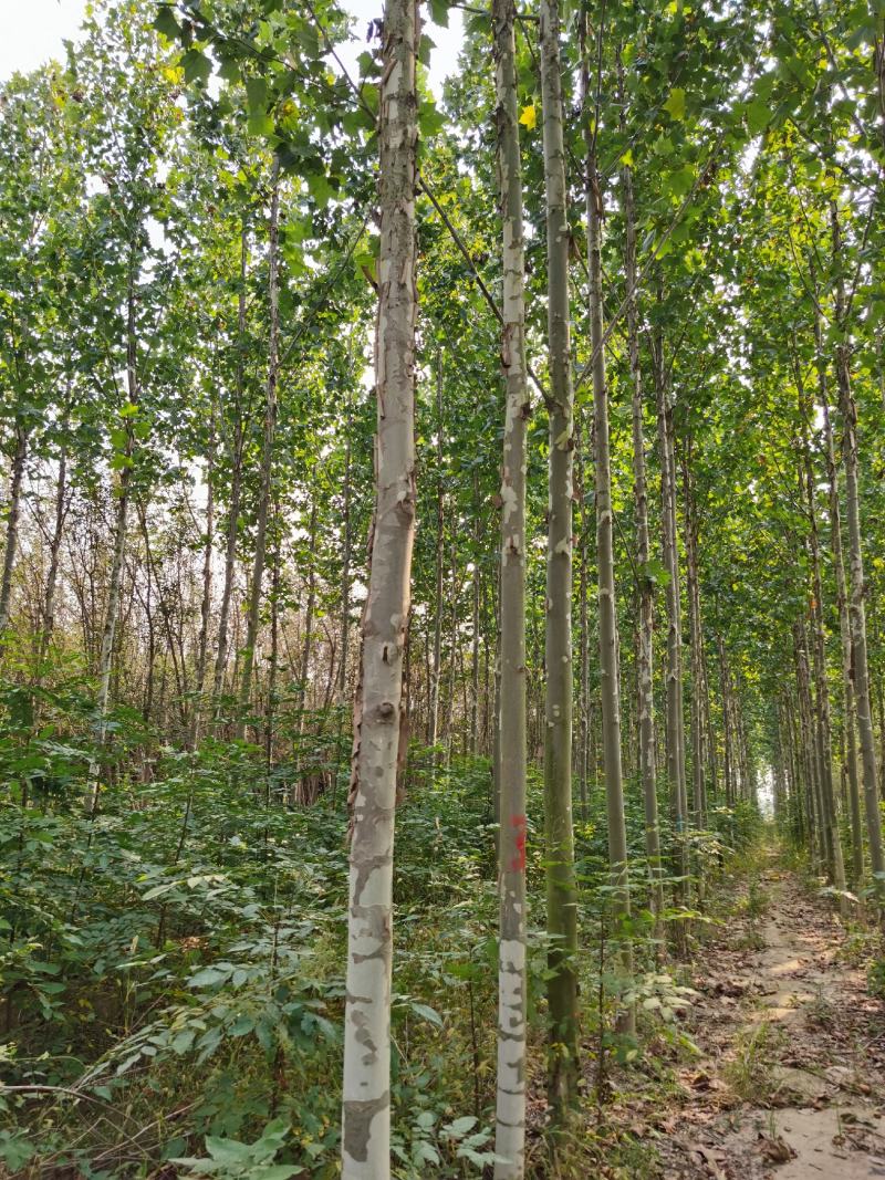 法桐树大量供应规格齐全价格优惠速生法国桐树