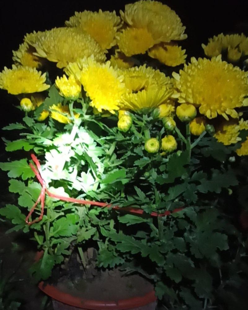 黄半球