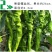 辣脆螺丝椒种子，早熟，辣味浓，薄皮质脆，连续坐果能力强
