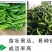 辣脆螺丝椒种子，早熟，辣味浓，薄皮质脆，连续坐果能力强