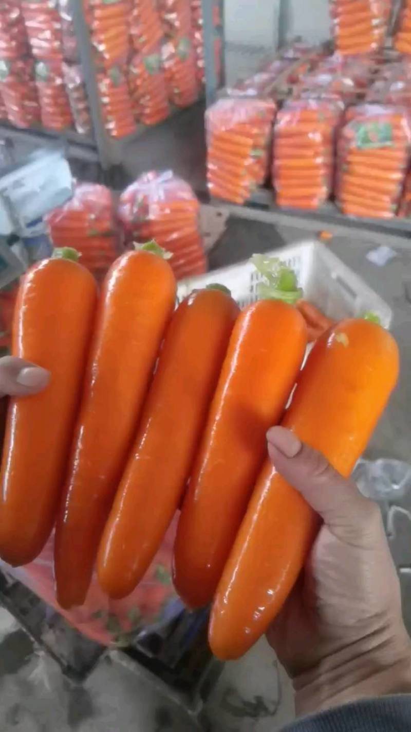 胡萝卜水洗精品土胡萝卜，小条萝卜基地直供批发零售规格齐全