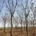栾树供应各种规格的南栾树河南货源黄山栾树基地