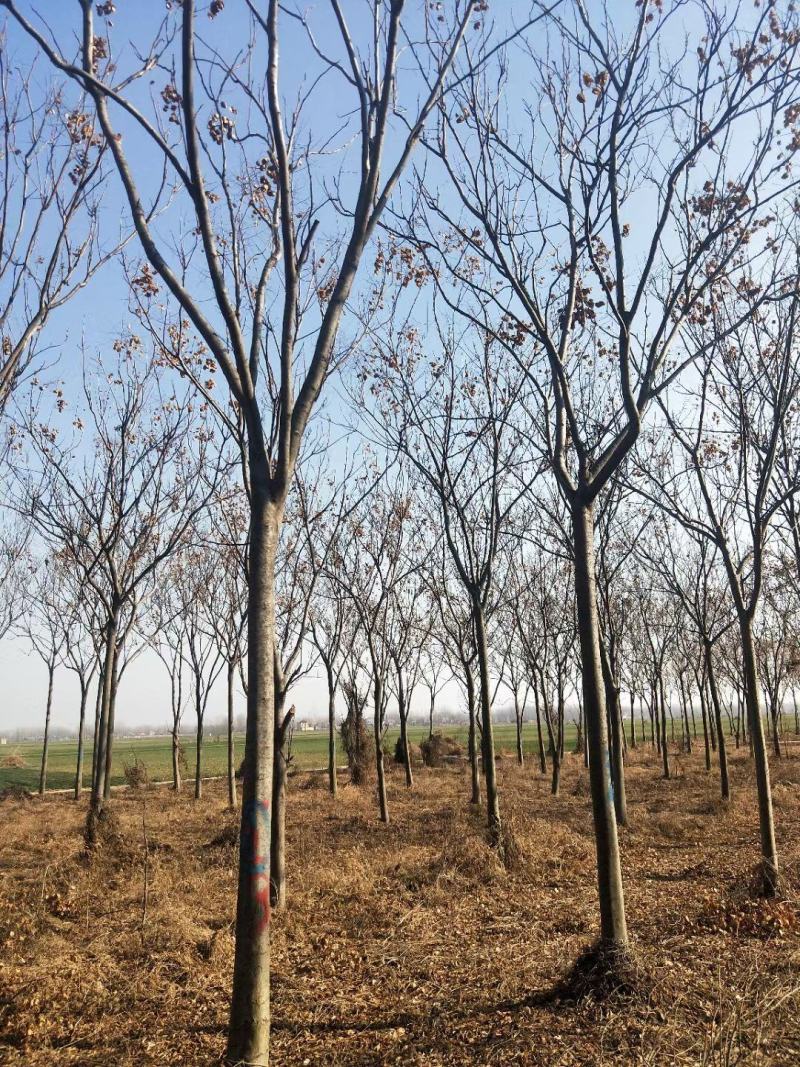 栾树供应各种规格的南栾树河南货源黄山栾树基地