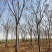 栾树供应各种规格的南栾树河南货源黄山栾树基地