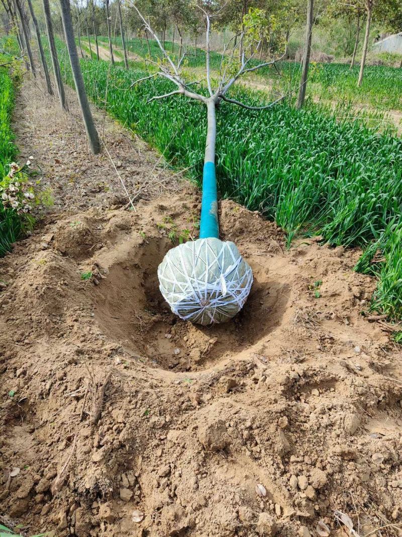 栾树供应各种规格的南栾树河南货源黄山栾树基地