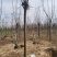 栾树供应各种规格的南栾树河南货源黄山栾树基地