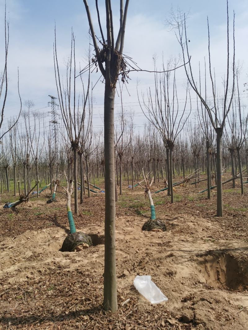 栾树供应各种规格的南栾树河南货源黄山栾树基地