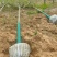 栾树供应各种规格的南栾树河南货源黄山栾树基地