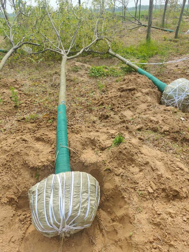 栾树供应各种规格的南栾树河南货源黄山栾树基地