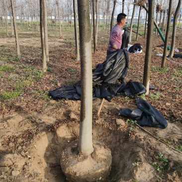 栾树供应各种规格的南栾树河南货源黄山栾树基地