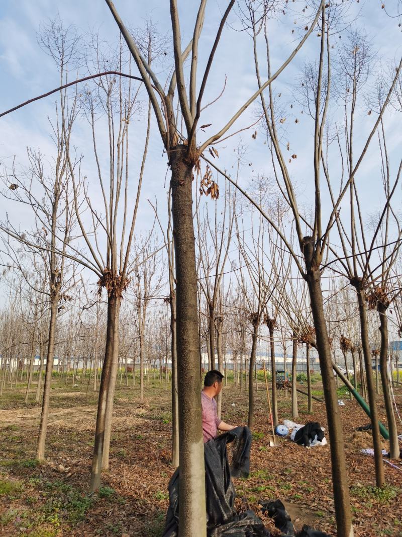 栾树供应各种规格的南栾树河南货源黄山栾树基地