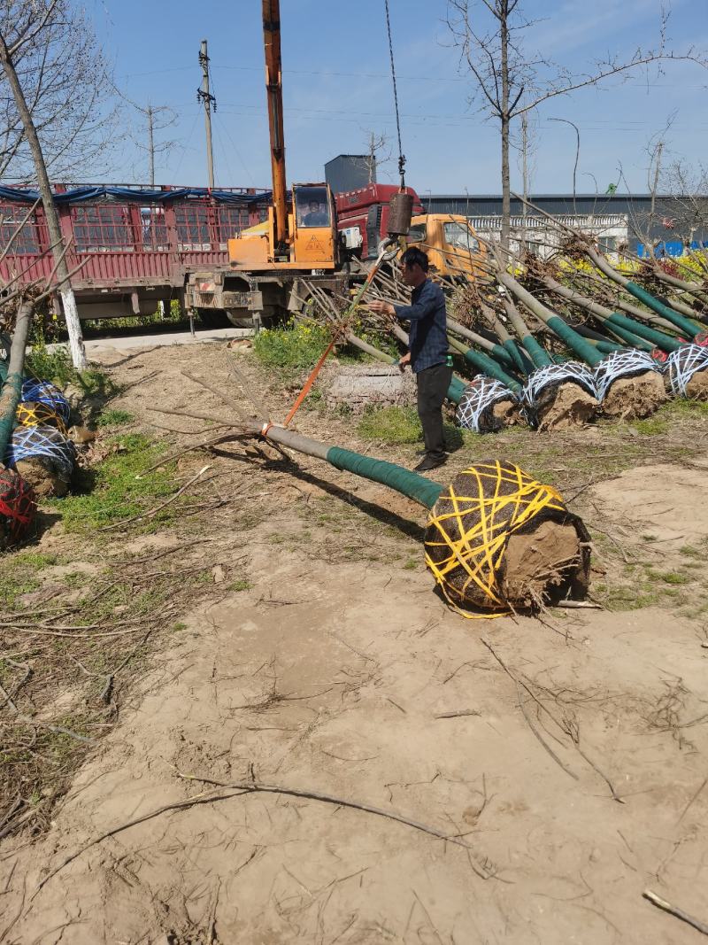 栾树供应各种规格的南栾树河南货源黄山栾树基地