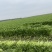 山东芹菜精品芹菜保质保量产地直供一手货源