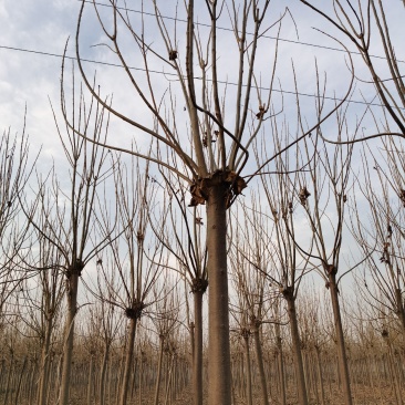 楸树供应各种规格的秋树速生楸树河南千亩基地