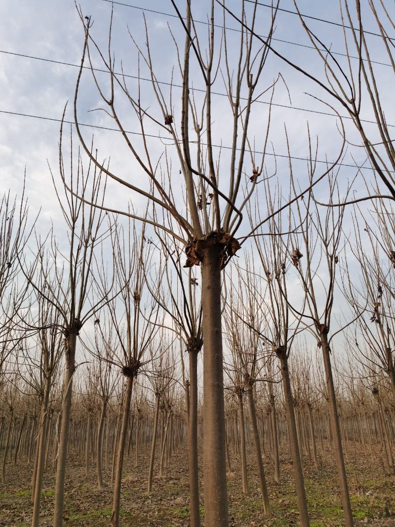 楸树供应各种规格的秋树速生楸树河南千亩基地