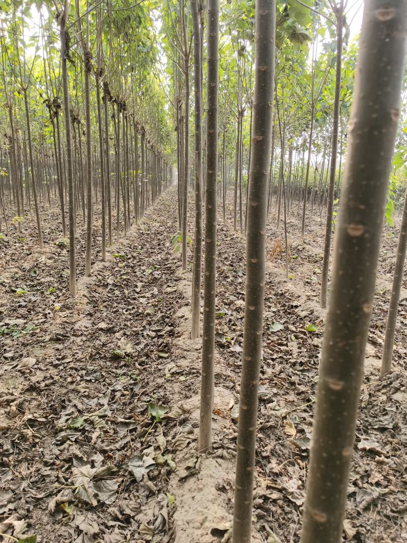 楸树供应各种规格的秋树速生楸树河南千亩基地