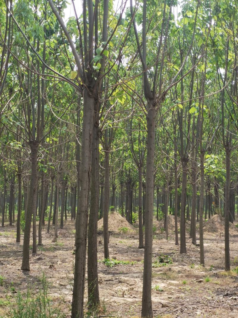 楸树供应各种规格的秋树速生楸树河南千亩基地