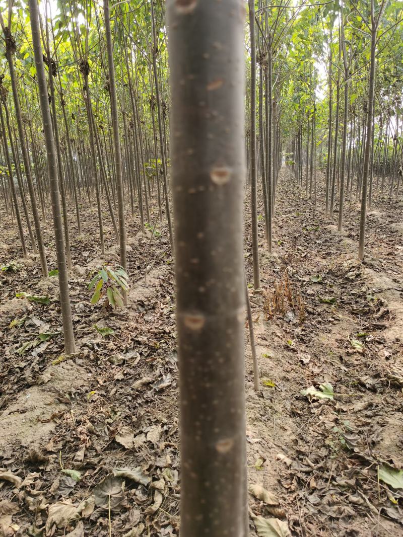 楸树供应各种规格的秋树速生楸树河南千亩基地