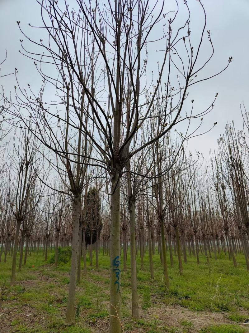楸树供应各种规格的秋树速生楸树河南千亩基地