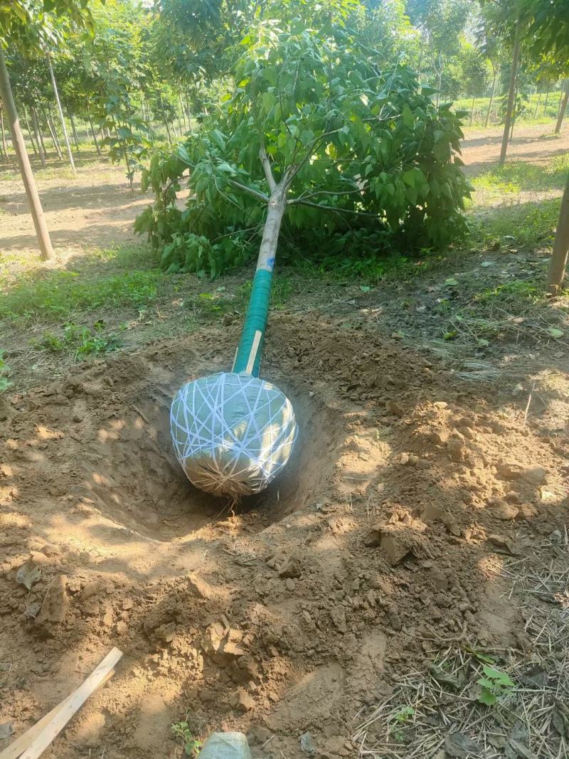 楸树供应各种规格的秋树速生楸树河南千亩基地