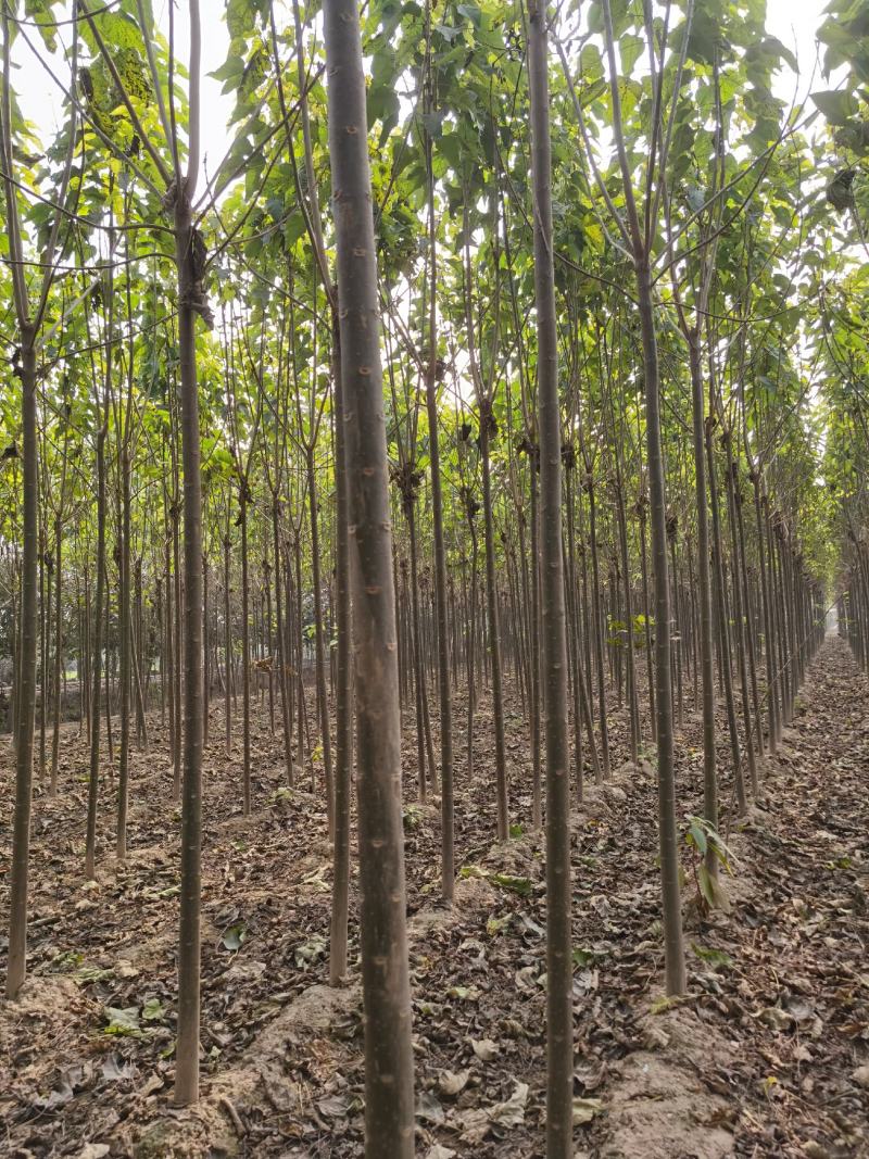 楸树供应各种规格的秋树速生楸树河南千亩基地