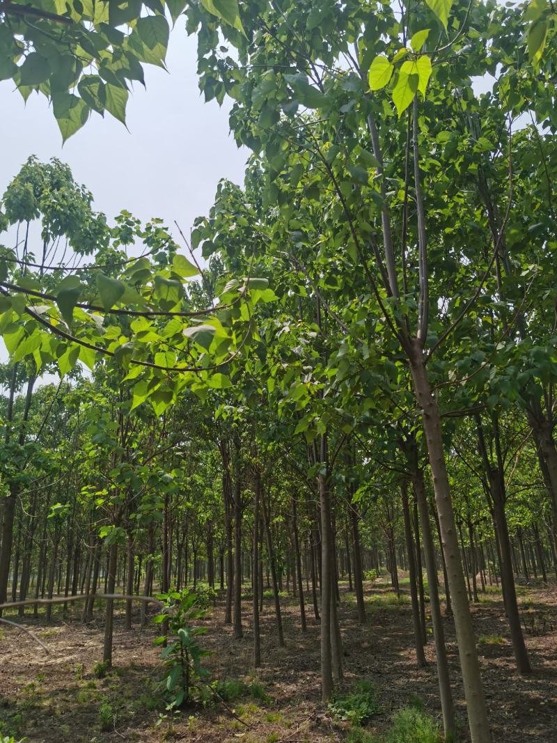 楸树供应各种规格的秋树速生楸树河南千亩基地