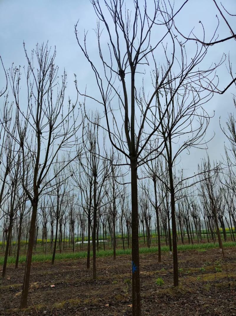 楸树供应各种规格的秋树速生楸树河南千亩基地