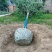 楸树供应各种规格的秋树速生楸树河南千亩基地