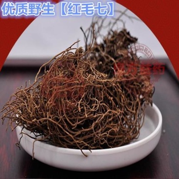 红毛七，正品野生红毛七质量保证经营各种中药材欢迎咨询合作