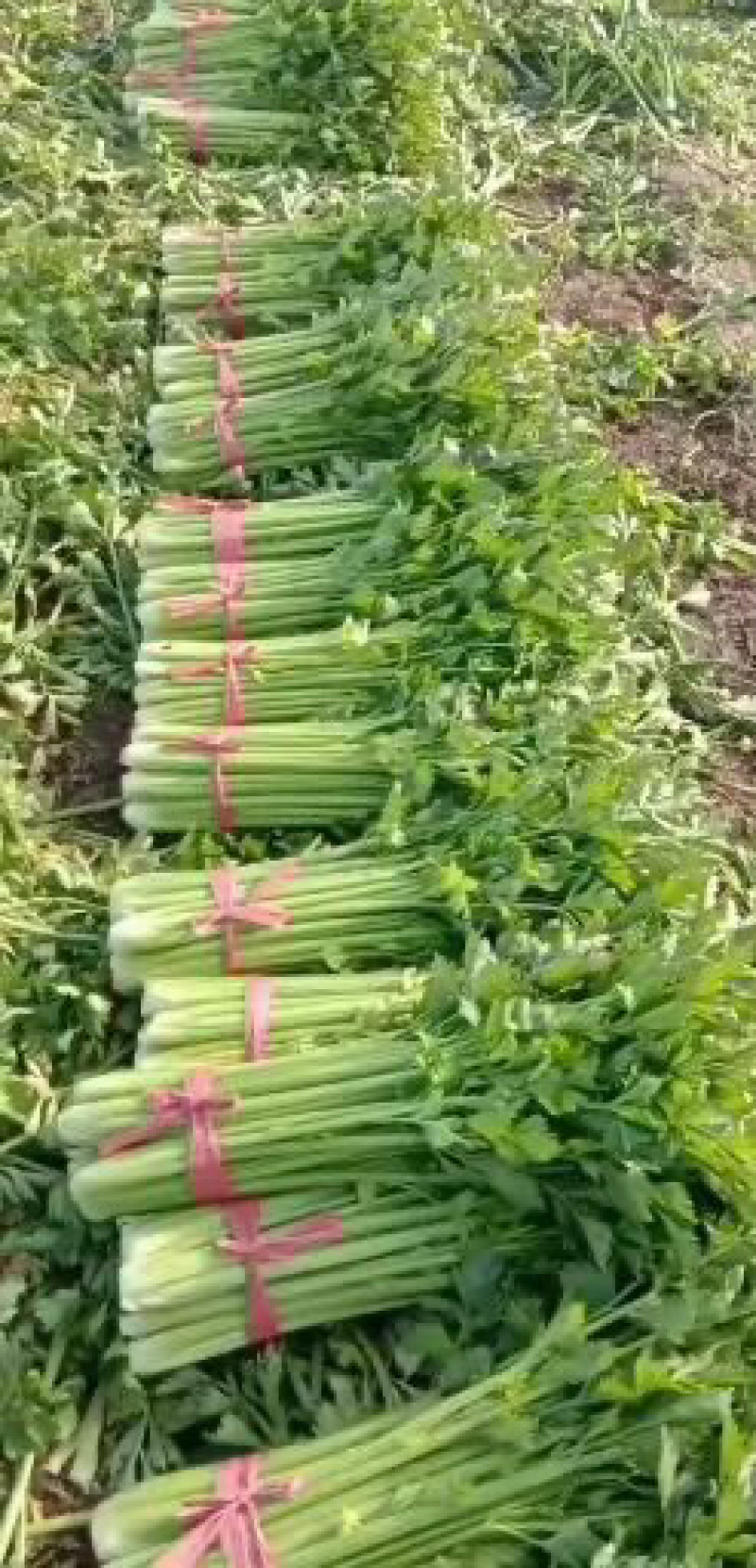 山东芹菜精品芹菜保质保量产地直供一手货源